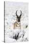 Pronghorn Antelopein heavy snow-Ken Archer-Stretched Canvas