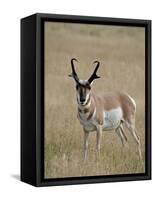 Pronghorn (Antilocapra Americana) Buck, Custer State Park, South Dakota, USA-James Hager-Framed Stretched Canvas