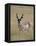 Pronghorn (Antilocapra Americana) Buck, Custer State Park, South Dakota, USA-James Hager-Framed Stretched Canvas