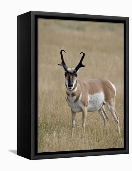 Pronghorn (Antilocapra Americana) Buck, Custer State Park, South Dakota, USA-James Hager-Framed Stretched Canvas