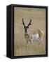 Pronghorn (Antilocapra Americana) Buck, Custer State Park, South Dakota, USA-James Hager-Framed Stretched Canvas