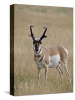 Pronghorn (Antilocapra Americana) Buck, Custer State Park, South Dakota, USA-James Hager-Stretched Canvas