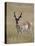 Pronghorn (Antilocapra Americana) Buck, Custer State Park, South Dakota, USA-James Hager-Stretched Canvas