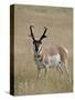 Pronghorn (Antilocapra Americana) Buck, Custer State Park, South Dakota, USA-James Hager-Stretched Canvas