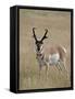 Pronghorn (Antilocapra Americana) Buck, Custer State Park, South Dakota, USA-James Hager-Framed Stretched Canvas