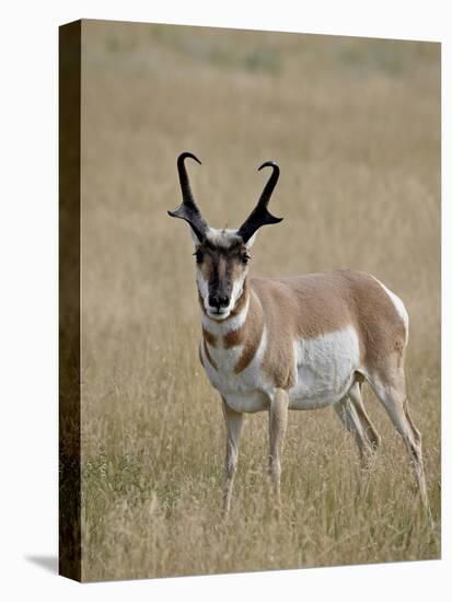 Pronghorn (Antilocapra Americana) Buck, Custer State Park, South Dakota, USA-James Hager-Stretched Canvas