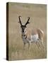 Pronghorn (Antilocapra Americana) Buck, Custer State Park, South Dakota, USA-James Hager-Stretched Canvas