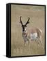 Pronghorn (Antilocapra Americana) Buck, Custer State Park, South Dakota, USA-James Hager-Framed Stretched Canvas