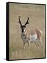 Pronghorn (Antilocapra Americana) Buck, Custer State Park, South Dakota, USA-James Hager-Framed Stretched Canvas