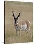 Pronghorn (Antilocapra Americana) Buck, Custer State Park, South Dakota, USA-James Hager-Stretched Canvas