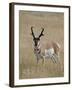 Pronghorn (Antilocapra Americana) Buck, Custer State Park, South Dakota, USA-James Hager-Framed Premium Photographic Print