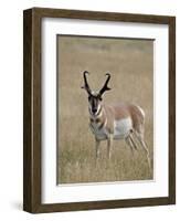 Pronghorn (Antilocapra Americana) Buck, Custer State Park, South Dakota, USA-James Hager-Framed Photographic Print