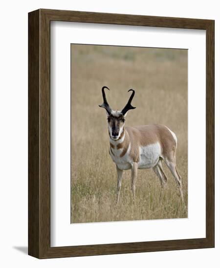 Pronghorn (Antilocapra Americana) Buck, Custer State Park, South Dakota, USA-James Hager-Framed Photographic Print