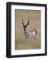 Pronghorn (Antilocapra Americana) Buck, Custer State Park, South Dakota, USA-James Hager-Framed Photographic Print