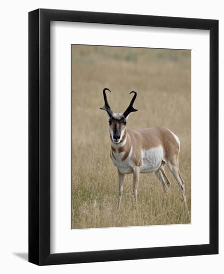 Pronghorn (Antilocapra Americana) Buck, Custer State Park, South Dakota, USA-James Hager-Framed Photographic Print