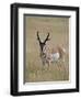 Pronghorn (Antilocapra Americana) Buck, Custer State Park, South Dakota, USA-James Hager-Framed Photographic Print