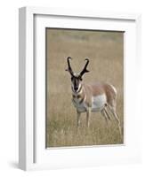 Pronghorn (Antilocapra Americana) Buck, Custer State Park, South Dakota, USA-James Hager-Framed Photographic Print