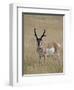 Pronghorn (Antilocapra Americana) Buck, Custer State Park, South Dakota, USA-James Hager-Framed Photographic Print
