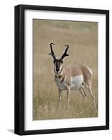 Pronghorn (Antilocapra Americana) Buck, Custer State Park, South Dakota, USA-James Hager-Framed Photographic Print