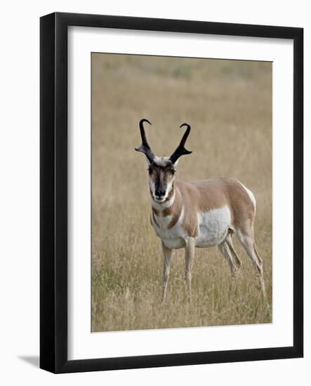 Pronghorn (Antilocapra Americana) Buck, Custer State Park, South Dakota, USA-James Hager-Framed Photographic Print