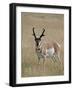 Pronghorn (Antilocapra Americana) Buck, Custer State Park, South Dakota, USA-James Hager-Framed Photographic Print