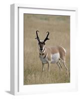 Pronghorn (Antilocapra Americana) Buck, Custer State Park, South Dakota, USA-James Hager-Framed Photographic Print