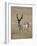 Pronghorn (Antilocapra Americana) Buck, Custer State Park, South Dakota, USA-James Hager-Framed Photographic Print