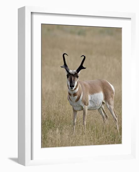 Pronghorn (Antilocapra Americana) Buck, Custer State Park, South Dakota, USA-James Hager-Framed Photographic Print