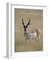 Pronghorn (Antilocapra Americana) Buck, Custer State Park, South Dakota, USA-James Hager-Framed Photographic Print