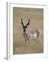 Pronghorn (Antilocapra Americana) Buck, Custer State Park, South Dakota, USA-James Hager-Framed Photographic Print