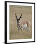 Pronghorn (Antilocapra Americana) Buck, Custer State Park, South Dakota, USA-James Hager-Framed Photographic Print