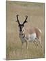 Pronghorn (Antilocapra Americana) Buck, Custer State Park, South Dakota, USA-James Hager-Mounted Photographic Print