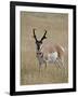 Pronghorn (Antilocapra Americana) Buck, Custer State Park, South Dakota, USA-James Hager-Framed Photographic Print