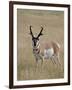 Pronghorn (Antilocapra Americana) Buck, Custer State Park, South Dakota, USA-James Hager-Framed Photographic Print