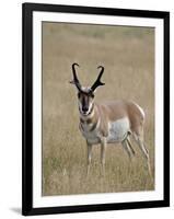 Pronghorn (Antilocapra Americana) Buck, Custer State Park, South Dakota, USA-James Hager-Framed Photographic Print