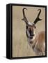 Pronghorn (Antilocapra Americana) Buck Eating, Custer State Park, South Dakota, USA-James Hager-Framed Stretched Canvas