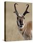 Pronghorn (Antilocapra Americana) Buck Eating, Custer State Park, South Dakota, USA-James Hager-Stretched Canvas
