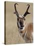Pronghorn (Antilocapra Americana) Buck Eating, Custer State Park, South Dakota, USA-James Hager-Stretched Canvas