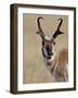 Pronghorn (Antilocapra Americana) Buck Eating, Custer State Park, South Dakota, USA-James Hager-Framed Photographic Print