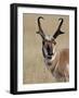 Pronghorn (Antilocapra Americana) Buck Eating, Custer State Park, South Dakota, USA-James Hager-Framed Photographic Print