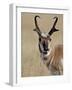 Pronghorn (Antilocapra Americana) Buck Eating, Custer State Park, South Dakota, USA-James Hager-Framed Photographic Print