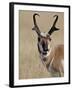 Pronghorn (Antilocapra Americana) Buck Eating, Custer State Park, South Dakota, USA-James Hager-Framed Photographic Print