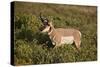 Pronghorn (Antilocapra Americana) Buck-James Hager-Stretched Canvas