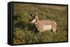 Pronghorn (Antilocapra Americana) Buck-James Hager-Framed Stretched Canvas