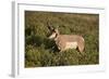 Pronghorn (Antilocapra Americana) Buck-James Hager-Framed Photographic Print