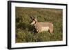 Pronghorn (Antilocapra Americana) Buck-James Hager-Framed Photographic Print