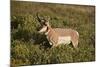 Pronghorn (Antilocapra Americana) Buck-James Hager-Mounted Photographic Print
