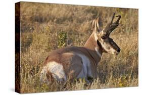 Pronghorn (Antilocapra Americana) Buck-James Hager-Stretched Canvas