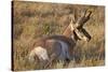 Pronghorn (Antilocapra Americana) Buck-James Hager-Stretched Canvas