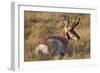 Pronghorn (Antilocapra Americana) Buck-James Hager-Framed Photographic Print